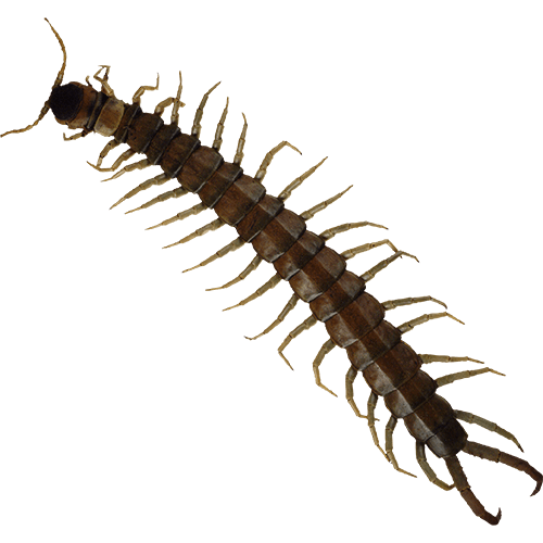 Centipede